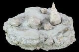 Blastoids (Pentremites) & Horn Coral Mounted On Shale - Ilinois #91468-1
